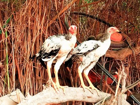 Two Young Chicken Males Stock Photos