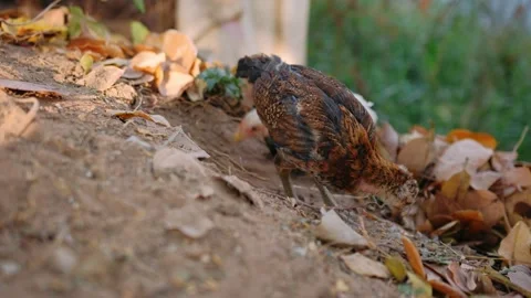 Two young chicken, pecking the ground and searching for food among fallen leaves Stock Footage 323076641