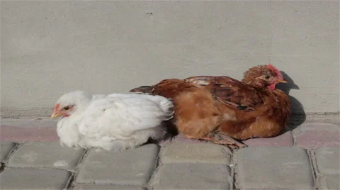Two young chickens Stock Footage 68106526
