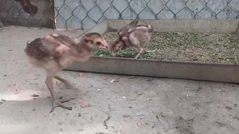 Two Young Chickens Pecking Chopped Greens in Backyard Feeding Tray 動画素材 347694698