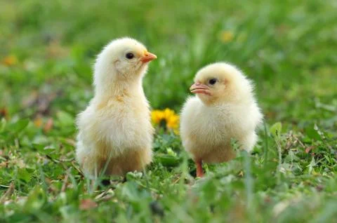 Two young chickens Stock Photos