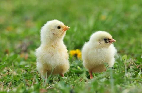 Two young chickens Foto stock