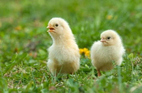 Two young chickens Stock Photos
