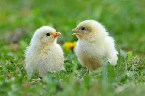 Two young chickens Stock Photos