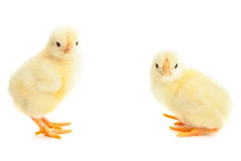 Two young chicks Stock Photos