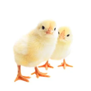 Two young chicks Stock Photos