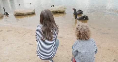 Two young children are squatting and watching black swans Video stock 115969985
