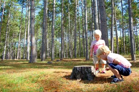 Two young children exploring in pine tree forest Stock Photos