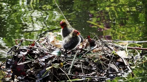Two young coots on the nest Video stock 195991682