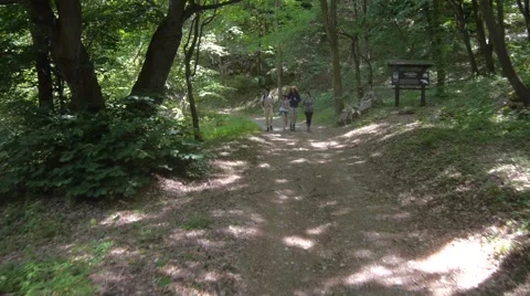Two young couples hiking in the green forest Stock Footage 56017901