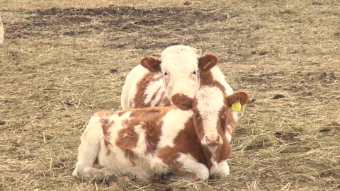Two young cows Stock Footage 247198322
