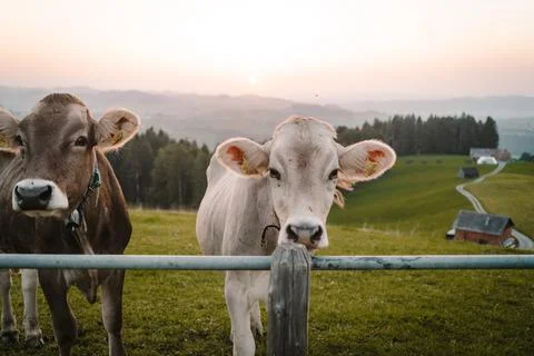 Two young cows looking at camera - different colored animals with sunset Stock Photos
