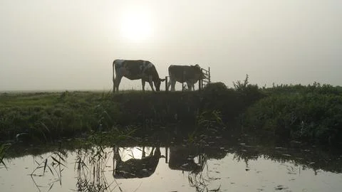 Two young cows in mist Fotos de archivo