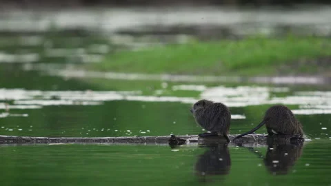 Two young coypu on a floating branch, one swims away, 4K Stock Footage 319936733