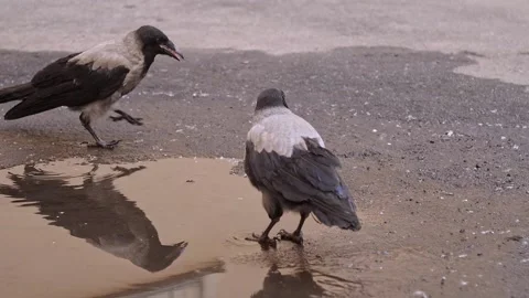 Two young crows drink water from a puddle Stock Footage 134905151