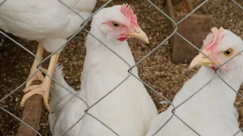 Two young curious white chicken watching from behind the fence close-up Stock Footage 308473953