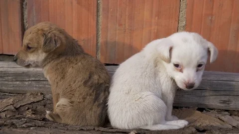 Two young cute puppies Stock Footage 84433736