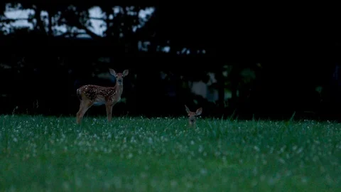 Two young deer alone in a field - late afternoon Stock Footage 91755659