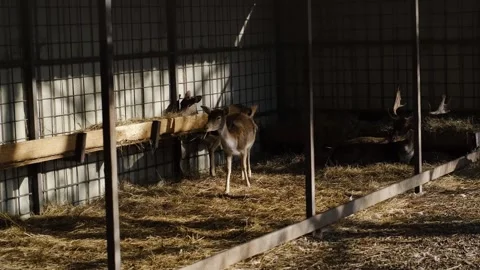 Two young deer eating hay inside an enclosure, while an adult antlered deer lies Stock Footage 327535595
