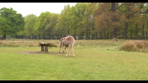 Two young deer graze peacefully in a grassy park with trees and a rustic wooden Stock Footage 326368823