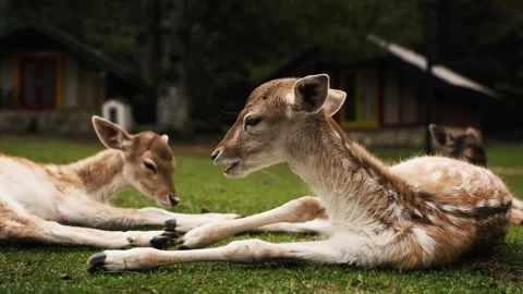 Two young deer lying on grass, one calmly chewing Stock Footage 324573432