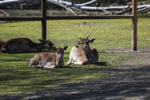 Two young deer lying in the sun Stock Photos