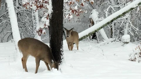 Two young deer in a Minnesota forest winter snow. Stock Footage 226686678