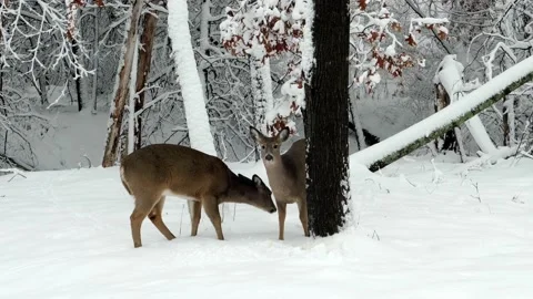 Two young deer in a Minnesota forest winter snow. Stock Footage 226686688