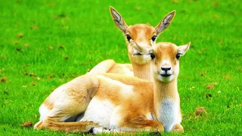 Two Young Deer Resting on Green Grass Stock Footage 322549058