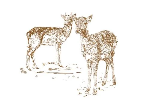 Two young deer in sketch style. Hand drawn illustration of a beautiful black and Stock Illustration