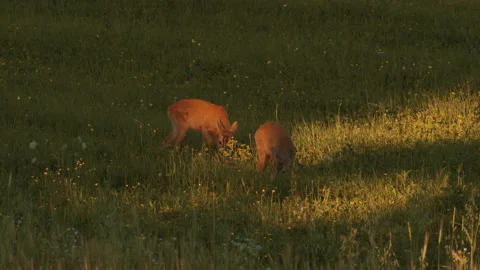 Two young deer walking and eating green grass at a summer sunset Stock Footage 151385126