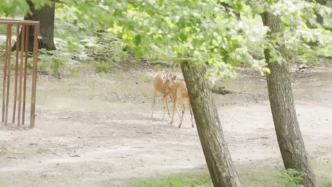 Two young deers fighting Stock Footage 246274322