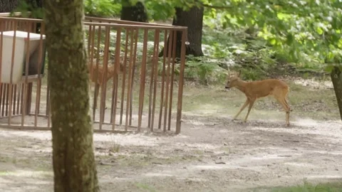 Two young deers fighting Stock Footage 246274377