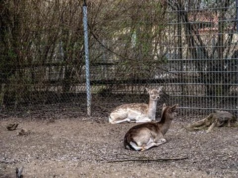 Two young deers lying at the ground in captivity Stock Photos