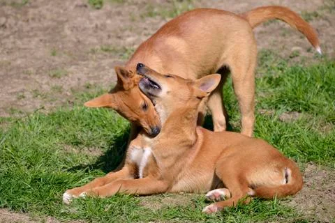 Two young dingos Stock Photos