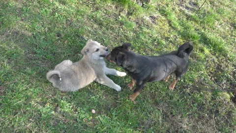 Two young dogs are playing Stock-Footage 280697780