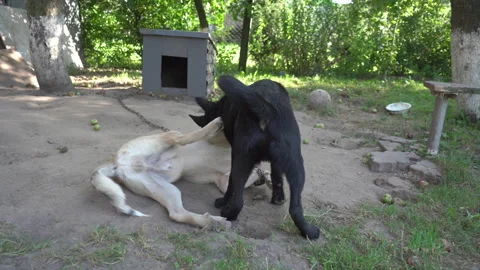 Two young dogs are playing Stock Footage 282648814