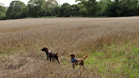 Two young dogs explore crops in the Englisg countryside slow motion 4K Stock Footage 247780598