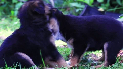 Two young dogs fighting on the grass. 動画素材 138526512