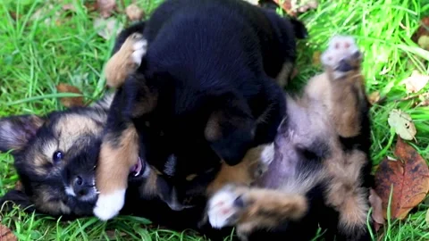 Two young dogs fighting on the grass. 動画素材 138526552