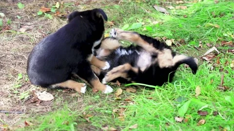 Two young dogs fighting on the grass. Stock Footage 138526586