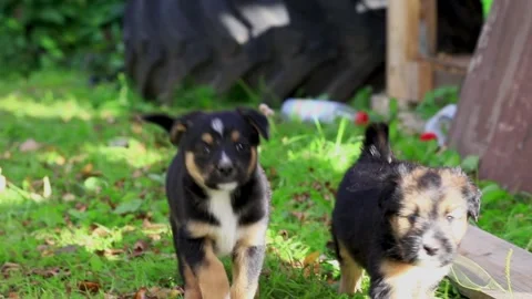 Two young dogs fighting on the grass. 動画素材 138526628