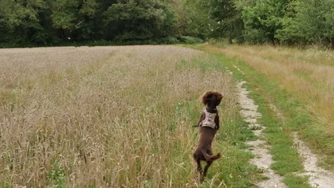 Two young dogs have fun exploring farmland slow motion 4K Stock Footage 247789123