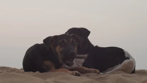 Two young dogs having rest on sandy beach by sea ocean on white sky background Stock Footage 128341275