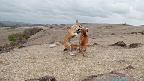 Two young dogs play fighting in a vast landscape Stock Footage 164463302