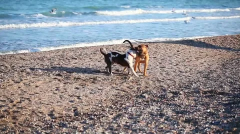 Two young dogs playing on the beach Stock Footage 65114772