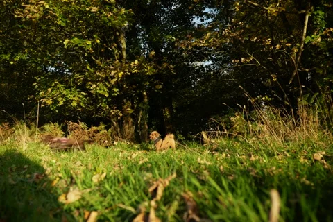 Two young dogs run out of bushes in the countryside 6K Stock Footage 289084661