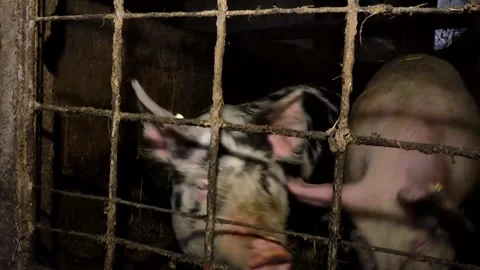 Two young domestic pig at animal farm indoors Stock Footage 258950153