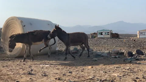 Two young donkeys playfully fighting and biting each other in a rural African Vídeo Stock 345994936