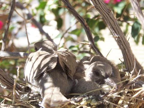 Two Young Doves In The Nest Stock Photos